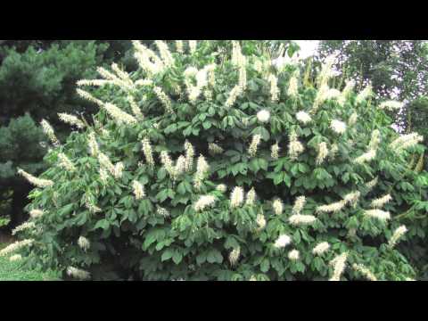 Fast Growing Bottle Brush Buckeye For Sale
