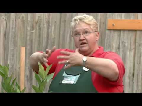 How To Stake Plants - DIY At Bunnings