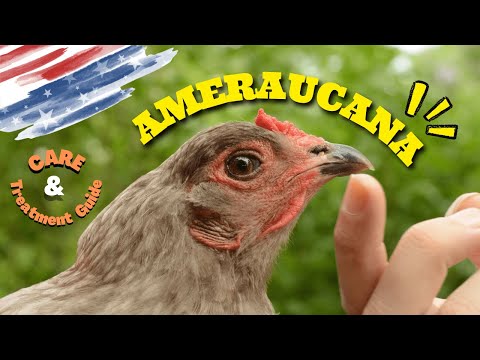 How to care for Ameraucana chickens?| How to raise Ameraucana chickens as a pet in your backyard?