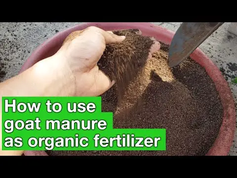 Goat manure as organic fertilizer - how to use? | Real Organic