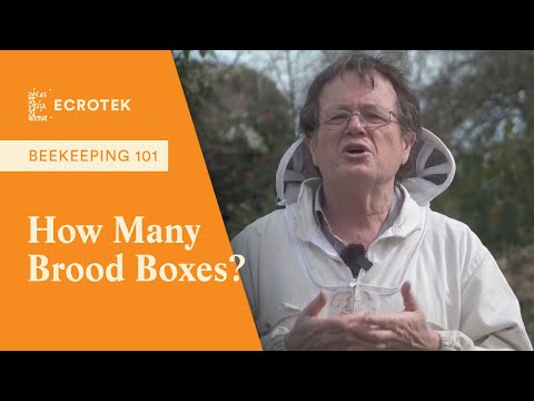 Beekeeping 101: Should you run one or two brood boxes for your bee hives? - Dr Mark Goodwin