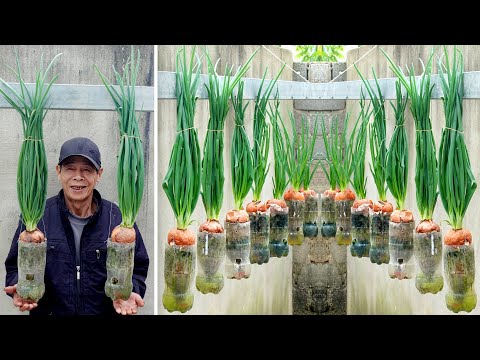 Growing Onions with just a few small plastic bottles, great results