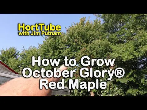 How to grow October Glory® Red Maples - Red Fall Foliage Shade Tree