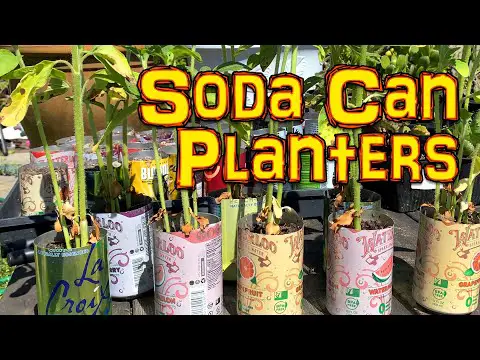 Reuse Soda cans as planters - Reduce, Reuse, Recycle - Aluminum cans as plant starters