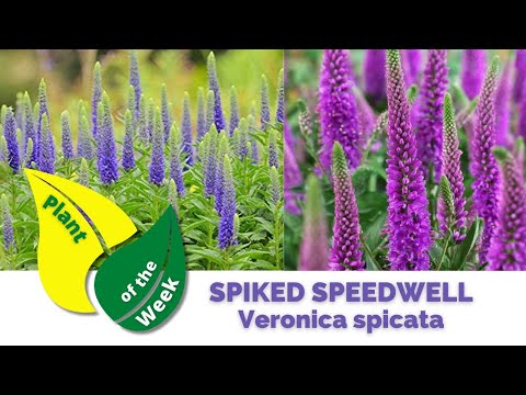 SPIKED SPEEDWELL | Veronica spicata | Perennials | 🪴 Plant of the Week