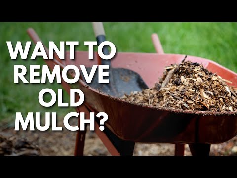 Removing Old Mulch Before Adding New Mulch to Your Beds 💚