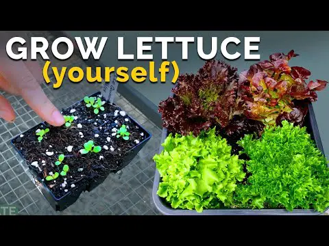 Growing Lettuce, From Seed to Harvest 🌱