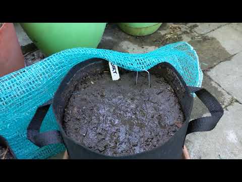 Comparing pure container soils - Topsoil vs Compost vs Pro-Mix for zucchini and radishes