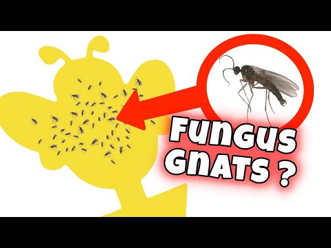 Sterilizing Soil in A Microwave - How to get rid of FUNGUS GNATS