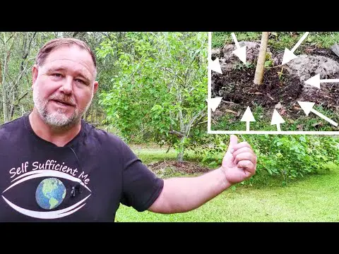 How to MOVE or TRANSPLANT a Fruit Tree