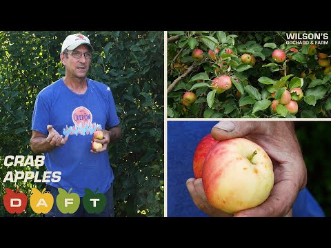 Everything You Need to Know About Crabapples! | DAFT