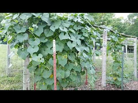 Do this to CHAYOTE PLANTS for more Chayote Harvest