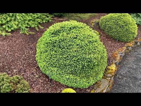 Picea abies &#039;Little Gem&#039; Dwarf Norway Spruce April 22, 2020