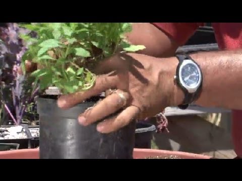 How to Transplant Mint : Herb Gardening