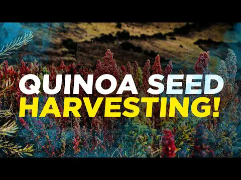 Quinoa from seed to harvesting