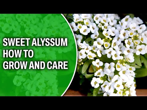 Sweet alyssum – How to grow and care for it