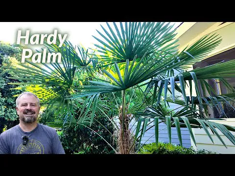 Cold Hardy Windmill Palm - Trachycarpus fortunei