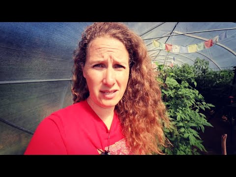 Contaminated Soil in the Greenhouse | July FULL Garden Tour