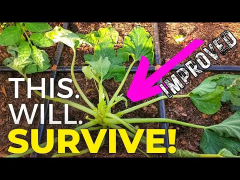 Transplanting Zucchini Late When Plants are Large--Is it Possible?