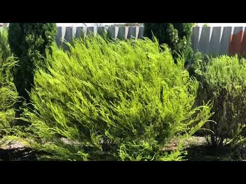 How to - trim a diosma hedge with an electric hedge trimmer.