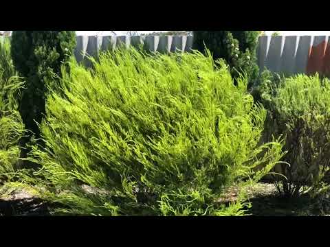 How to Prune Diosma Plant - Beginners Trimming Guide - FarmingThing.com