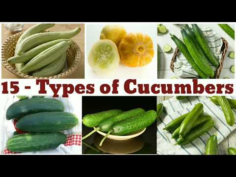 15 Types of Cucumbers / Cucumbers / types of Cucumbers / Catagory of the Cucumbers /