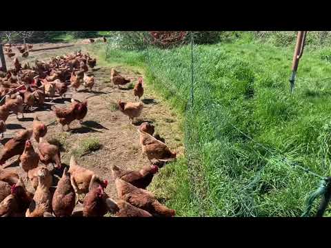 Do Chickens Eat Grass!? Let’s see!