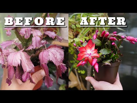 Recover a Droopy Christmas Cactus. How to care for and save your succulent plant.