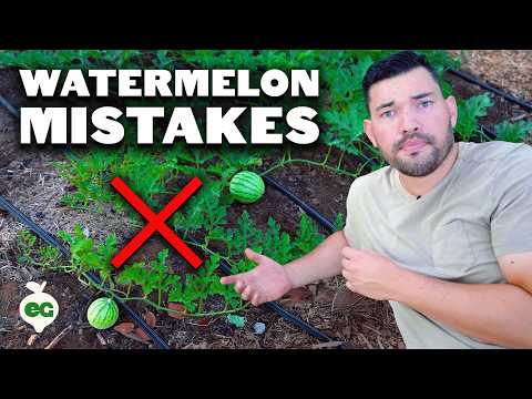 6 Watermelon Growing Mistakes To Avoid 🍉