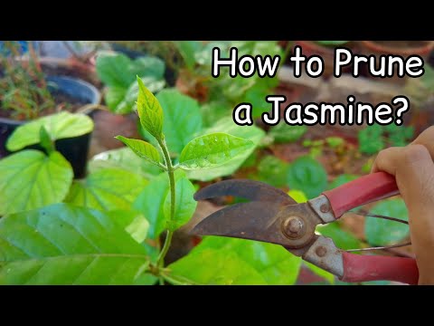 How to Prune a Jasmine ? When? Why? - Benefits of Pruning - Pure Greeny