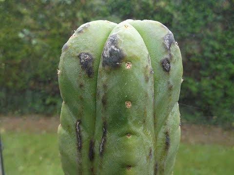 Black spots / pustules / bumps on Trichocereus &amp; other Cereus Cacti and the causes