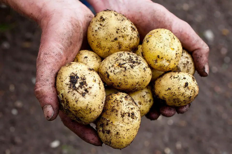 growing potatoes varieties