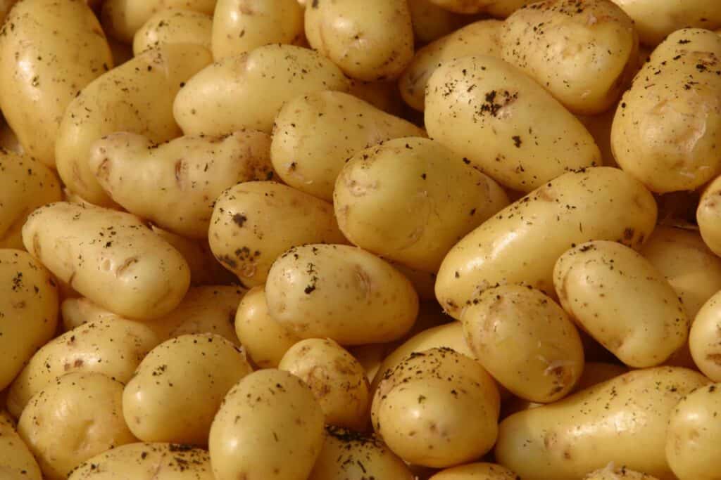 many potatoes from harvest
