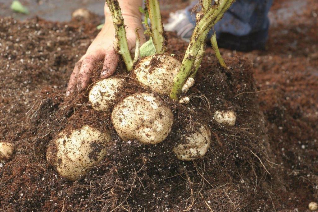 potatoes tube sprout