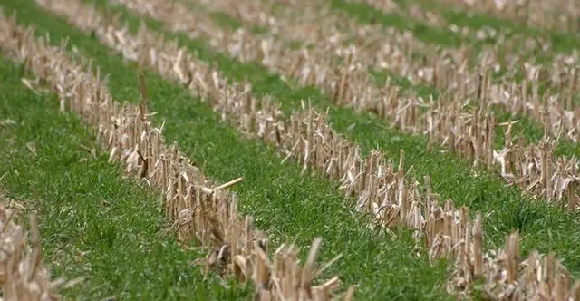 cover crops for planting potatoes