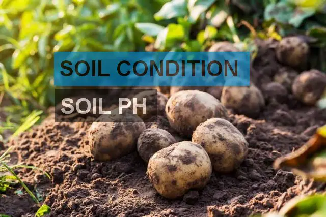 soil conditions ph growing potatoes
