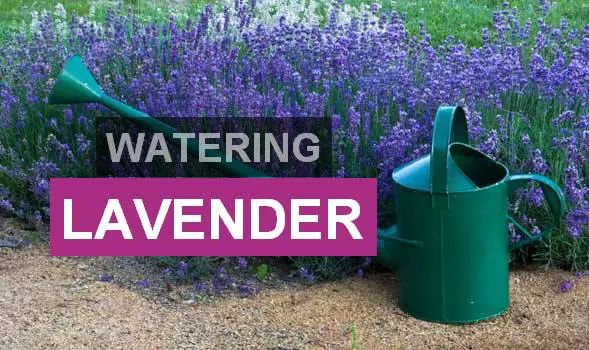 watering lavender