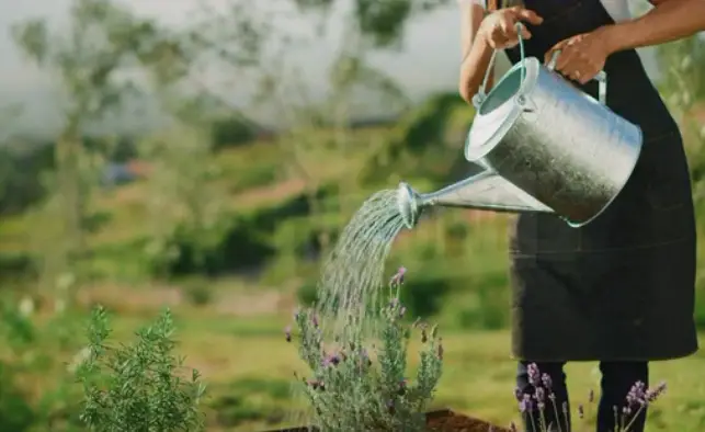 woman watering lavender raised beds