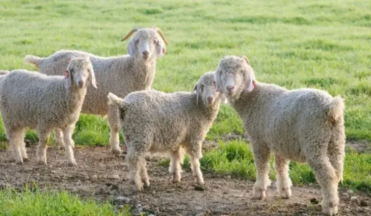 Angora Goat