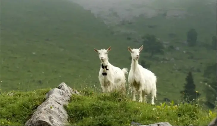 Appenzell Goat