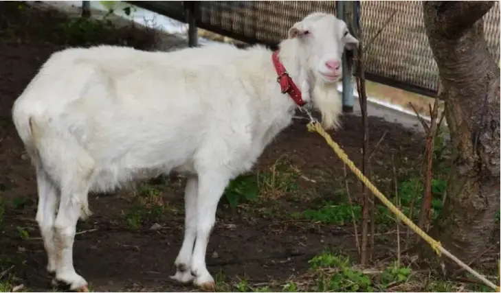 Australian Cashmere Goat