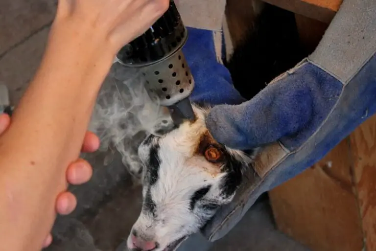 Dehorning Goat’s Horns How to Remove Them Safely