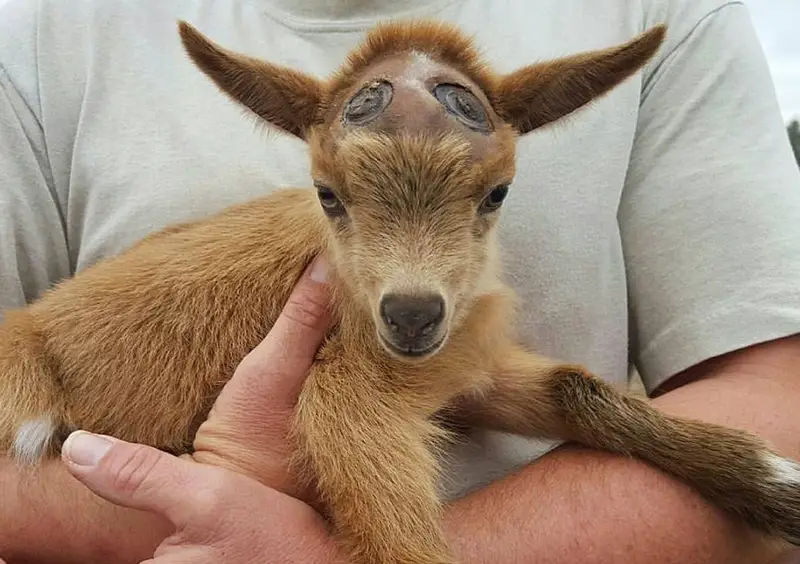 Disbudding Goats Horns