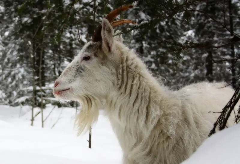 Finnish Landrace Goat