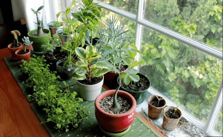 10 Easy Indoor Plants to Grow From Seed