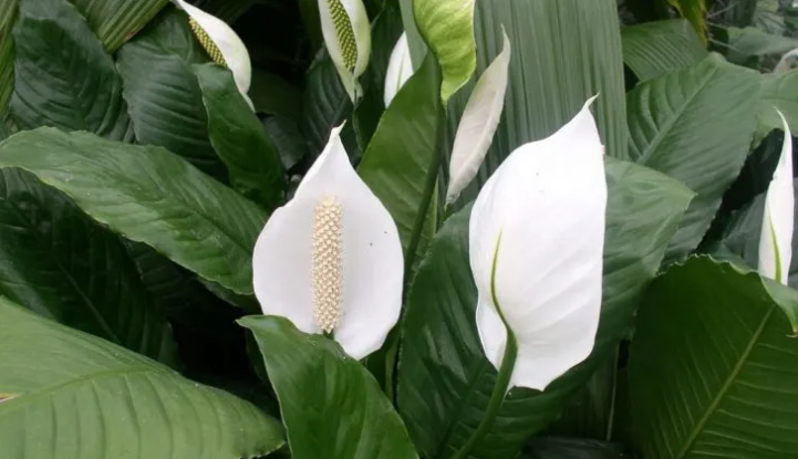 Peace Lily  Indoor Plants