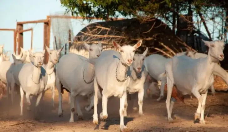 Russian White Goat