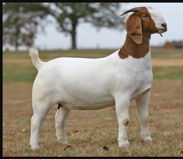 Somali Goat