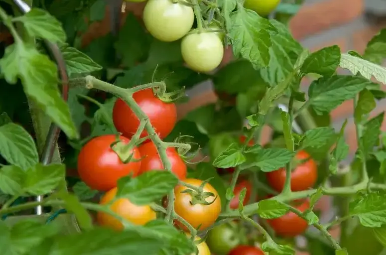 tomatoes indoor plants