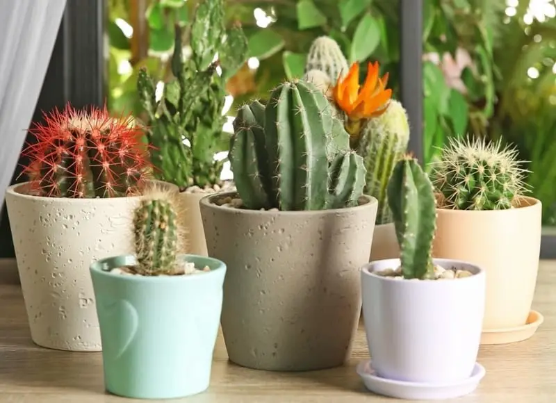 Cacti Indoor Plant